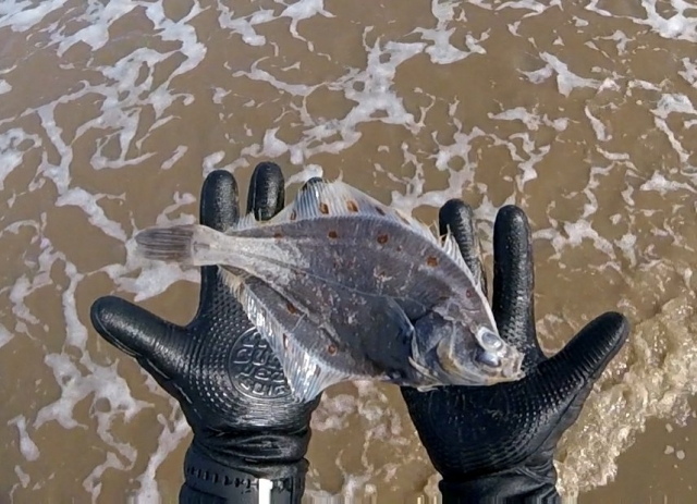 Stew found a flounder on the beach